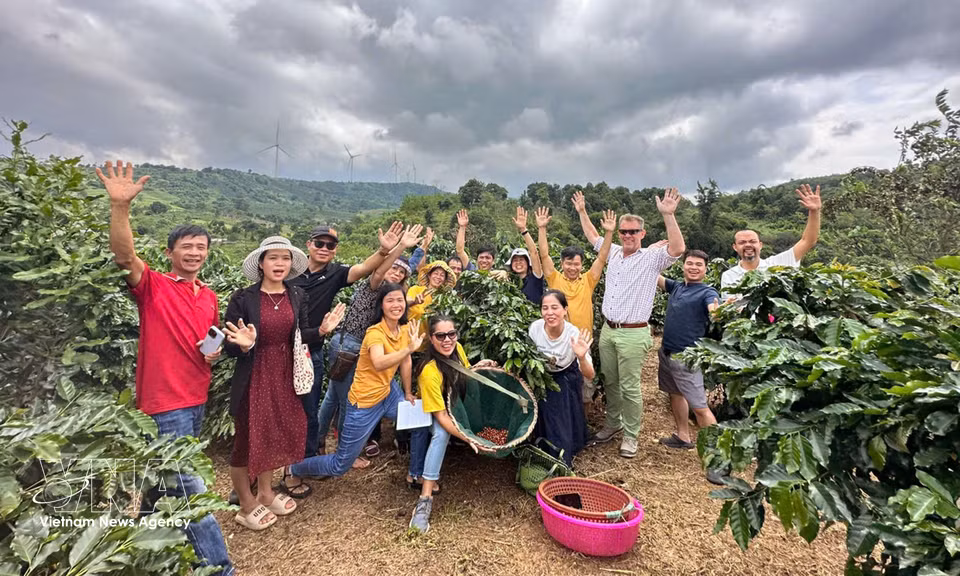 Khe Sanh, dans la province de Quang Tri, développe un tourisme expérientiel centré sur la culture du café Arabica. Les collines de caféiers, tantôt couvertes de fleurs blanches, tantôt chargées de cerises rouges à maturité, composent des paysages remarquables. Associés aux sites historiques de la Route 9 – Khe Sanh, ils donnent naissance à une offre touristique à l'identité singulière, alliant patrimoine, nature et découverte des savoir-faire locaux. Photo : VNA