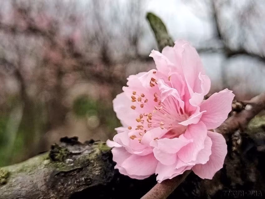Considérées comme des messagers du printemps, également du Têt traditionnel, les fleurs de pêcher apportent un nouveau souffle vital dans la nouvelle année. Photo: VNA