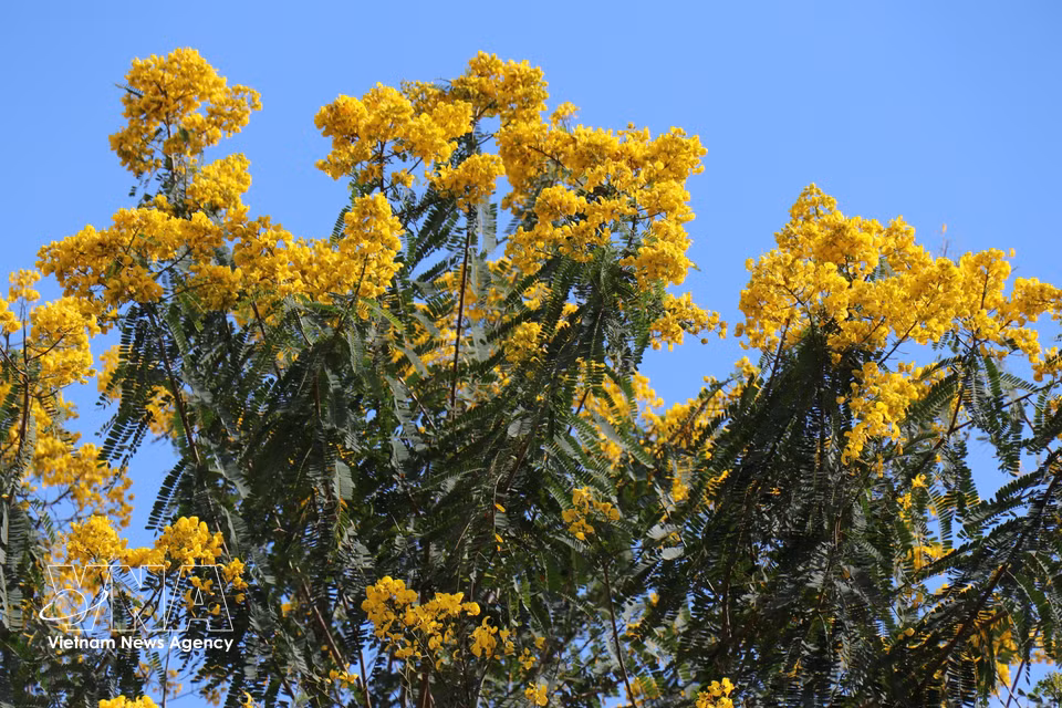 Gros plan sur les flamboyants jaunes en pleine floraison autour du pont suspendu de Dak R’Tih, dans le quartier de Nam Gia Nghia, province de Lam Dong. Photo : VNA