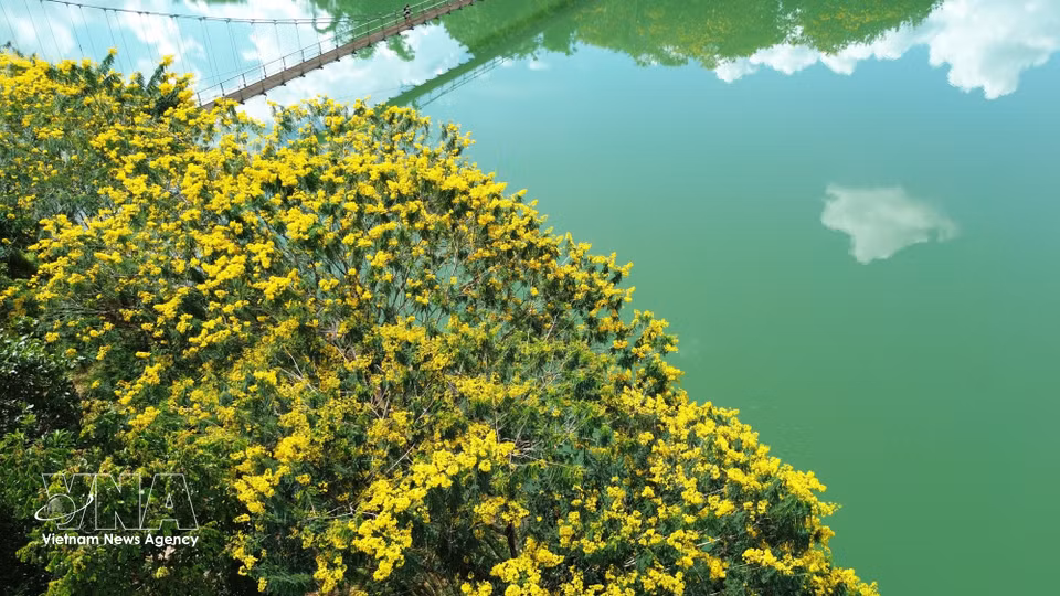 Les flamboyants jaunes se détachent sur le vert des eaux du lac Photo : VNA