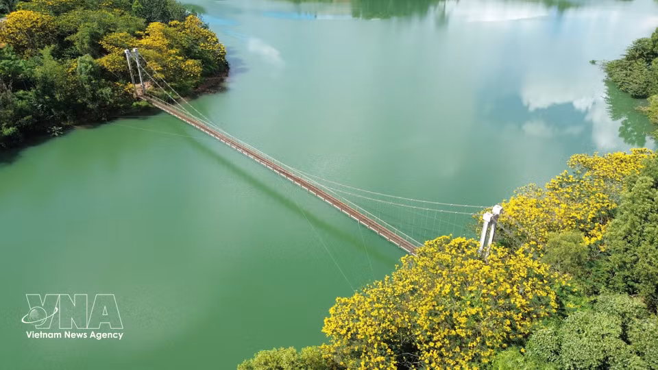 Les flamboyants jaunes en pleine floraison de part et d’autre du pont suspendu de Dak R’Tih, début octobre. Photo : VNA