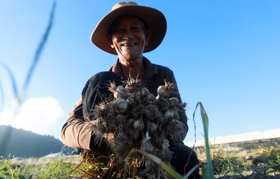 La qualité exceptionnelle de l'ail de Ly Son, cultivé avec soin aux côtés de l'oignon, en fait un produit très prisé, tant au niveau national qu'international.
