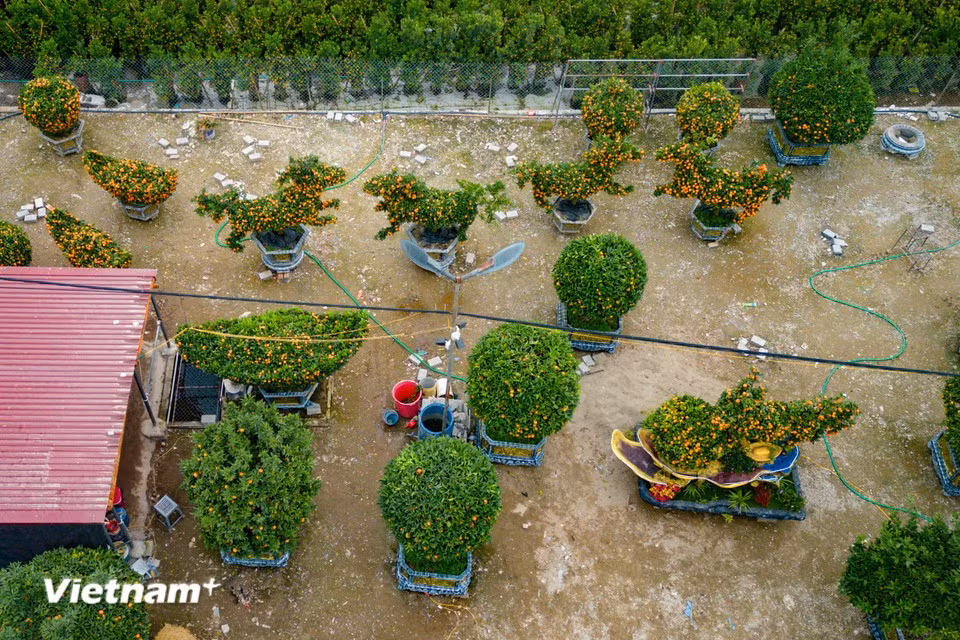 Véritable pôle horticole du Nord du Vietnam, Van Giang joue un rôle clé dans l’approvisionnement du marché du Têt. Photo : Vietnam+