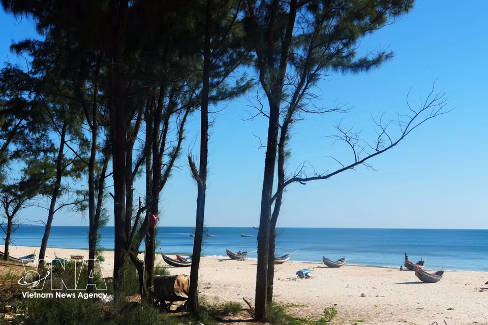 La beauté paisible et naturelle de la plage de la commune de Ben Hai, dans la province de Quang Tri, nichée au cœur d'une pinède. Photo : VNA