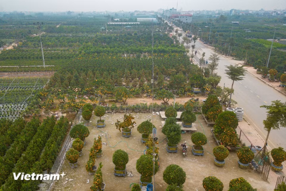 Van Giang (Hung Yen), important centre de production de plantes ornementales, fournit, pour le Têt, diverses variétés de kumquats, mandariniers et pomelos ornementaux aux provinces du Nord du Vietnam. Photo : Vietnam+