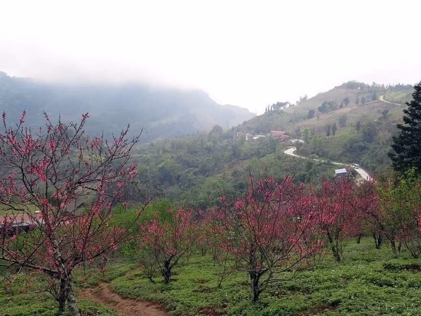 Sur le col de Gio dans la province de Thai Nguyen, les fleurs de pêcher rivalisent de splendeur dans un spectacle de toute beauté. Photo : VNA