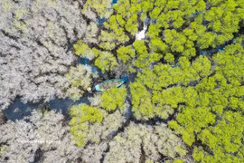 Quang Ngai : la mangrove de Bau Ca Cai, « poumon vert » sauvage et attrayant