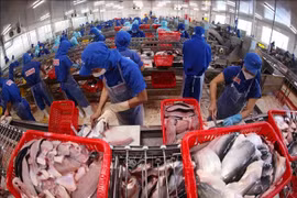 La transformation du pangasius pour l'exportation dans l'usine du Groupe Sao Mai, province d'An Giang (Sud). Photo : VNA