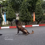 Les chiens d’intervention, des gardiens à quatre pattes