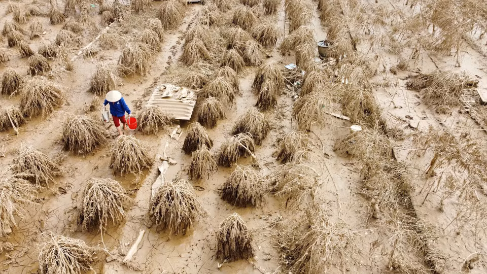 Les inondations prolongées ont entraîné des pertes significatives dans de nombreuses parcelles de pêchers du village de Phu Thuong, arrondissement de Tay Ho, à Hanoï. Photo : VNA