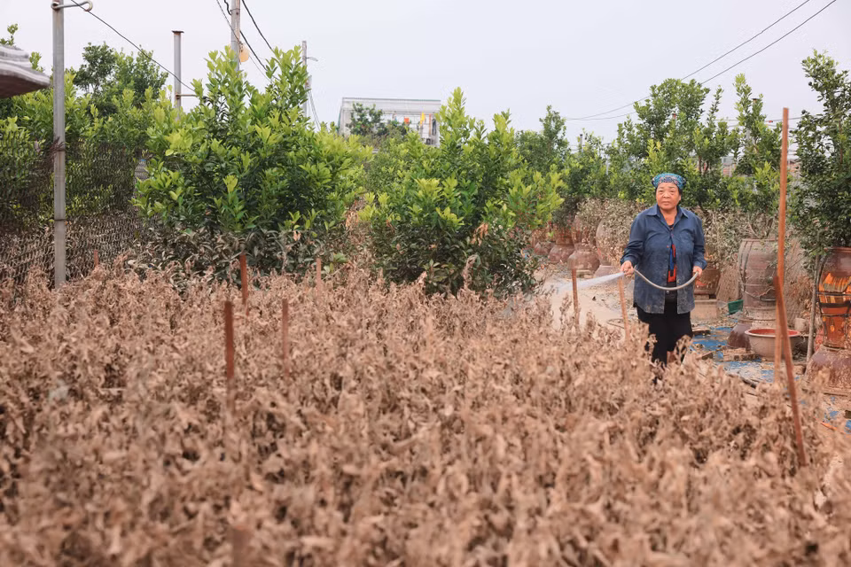 Ngo Thi Nga, résidente du village de kumquats de Tu Lien, s'efforce de nettoyer des feuilles afin de sauver les arbres. Photo : VNA