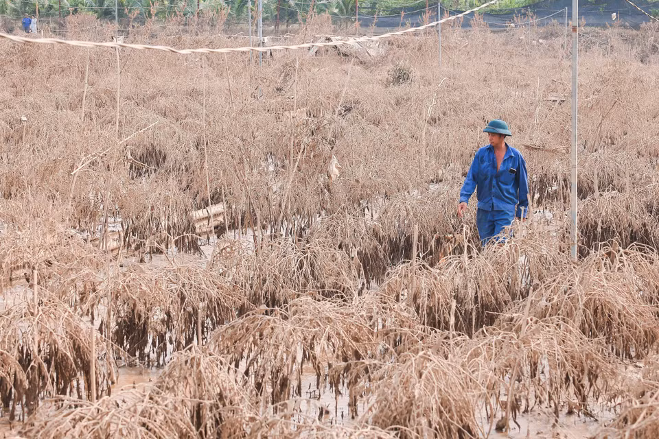 Do Van Thang, habitant du village de Phu Thuong, a perdu plus de 400 pêchers en raison des inondations, avec des dommages estimés à plus de 200 millions de dôngs. Photo : VNA