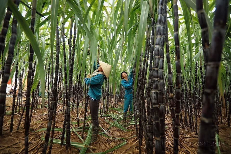 Des agriculteurs du district de Cao Phong, province de Hoa Binh, récoltent de la canne à sucre au cours de la campagne agricole 2023-2024. Photo: Trong Dat/VNA.