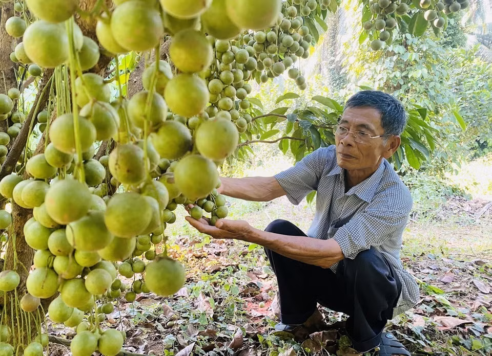 Dang Van Cap (73 ans, commune An Tuong Dong, district de Hoai An, province de Binh Dinh) est devenu un agriculteur milliardaire grâce à la culture d'arbres fruitiers en intercalaire sur une superficie de 12 hectares. Photo: Le Phuoc Ngoc/VNA