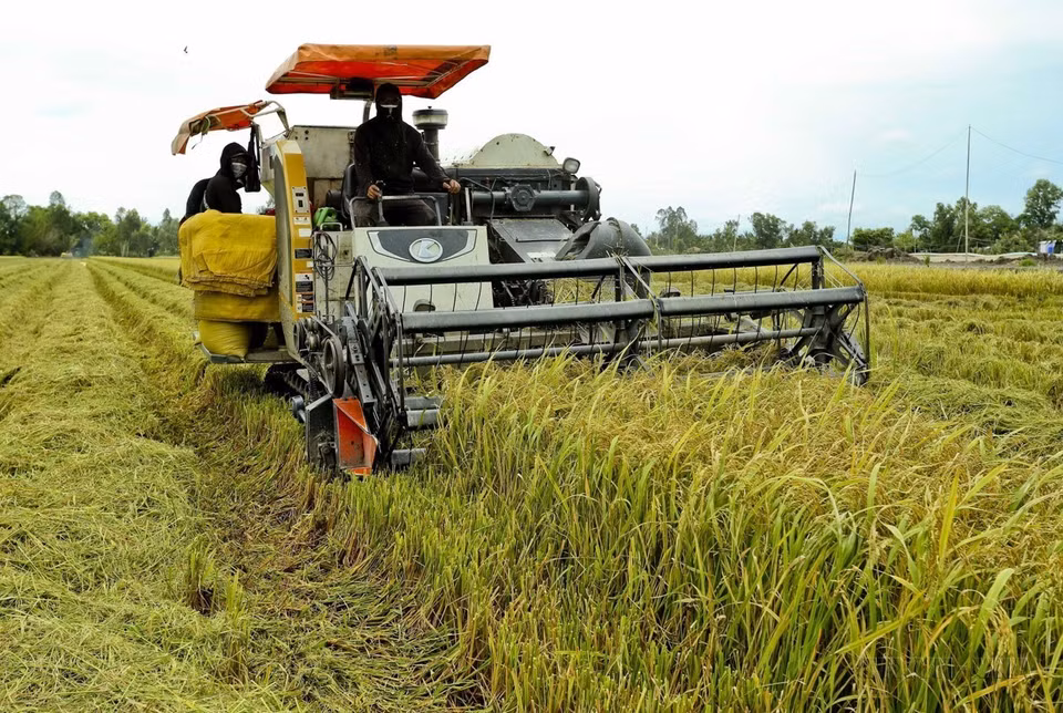 Les agriculteurs de la province de Hau Giang mettent en œuvre le "Modèle de culture du riz intelligent" pour la récolte de riz été-automne 2024, ce qui permet d'obtenir des rendements supérieurs à ceux de la culture traditionnelle. Photo: Duy Khuong/VNA