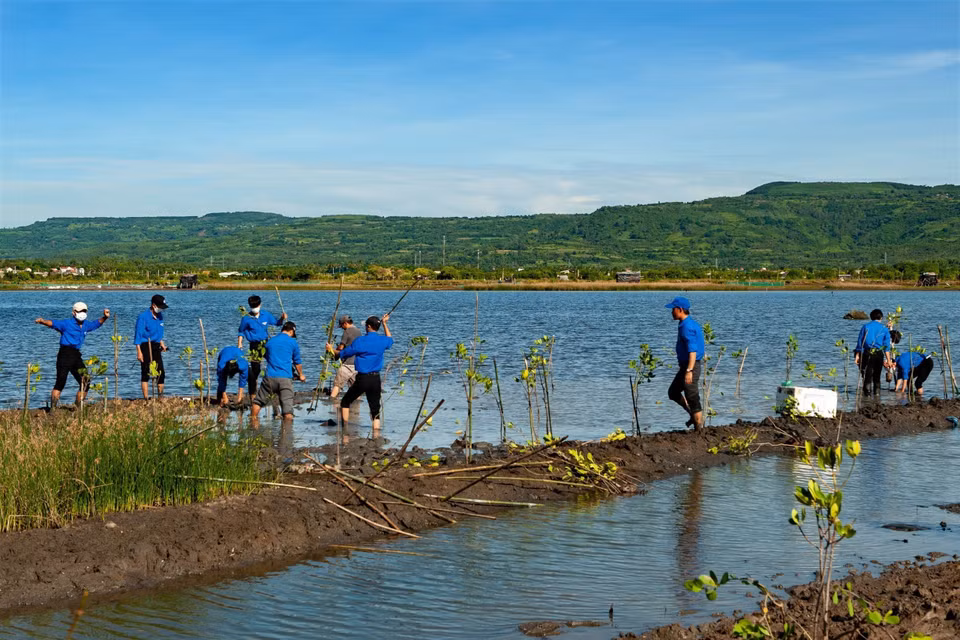 Des jeunes de la province de Phu Yen reverdissent la lagune d’O Loan. Photo : VNA