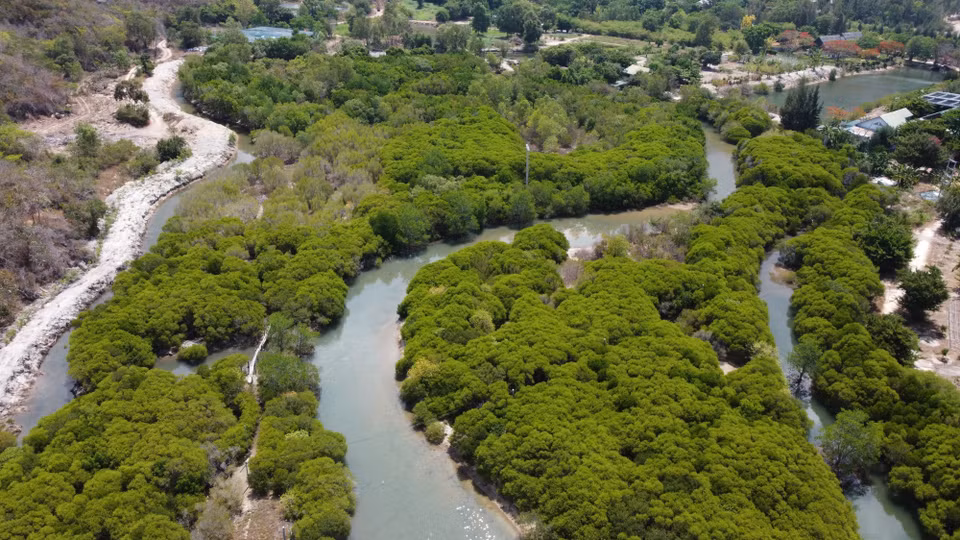 Les mangroves de l'île Hoa Lan, commune de Ninh Phu, chef-lieu de Ninh Hoa, province de Khanh Hoa, sont préservées, créant un écosystème diversifié. Photo : VNA