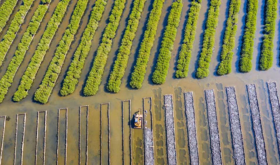La mangrove de Bau Ca Cai a été restaurée en 2015. Photo : VNA