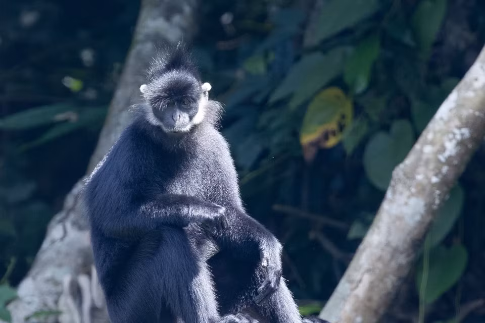 La zone de protection des primates du parc héberge près de 180 individus appartenant à 15 espèces de primates rares et menacées, dont 9 espèces ont réussi à se reproduire en captivité. Photo : VNA