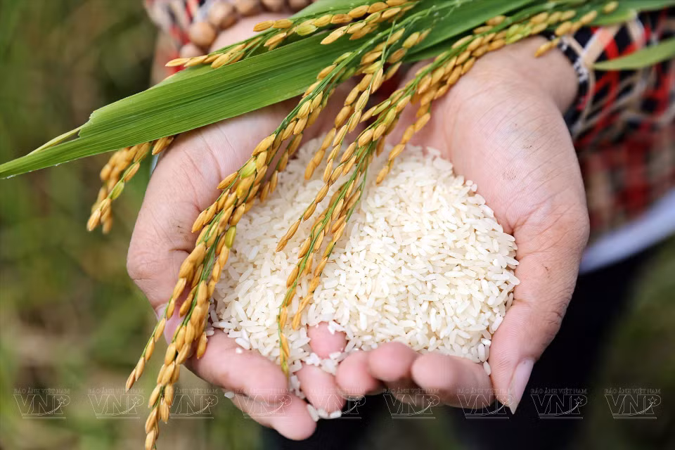 Depuis 2016, la commune de Tam Hung collabore avec le centre de promotion du commerce de Hanoï pour établir un modèle de production rizicole aux normes Vietgap. Ce projet, dédié au riz parfumé Boi Khe, s'étend sur une superficie de 25 hectares et atteint un rendement de 11 à 12 tonnes par hectare et par an. Photo: VI