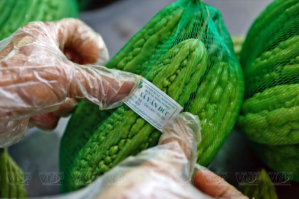 Des margoses de la coopérarion maraîchère de Van Duc. Photo: VI