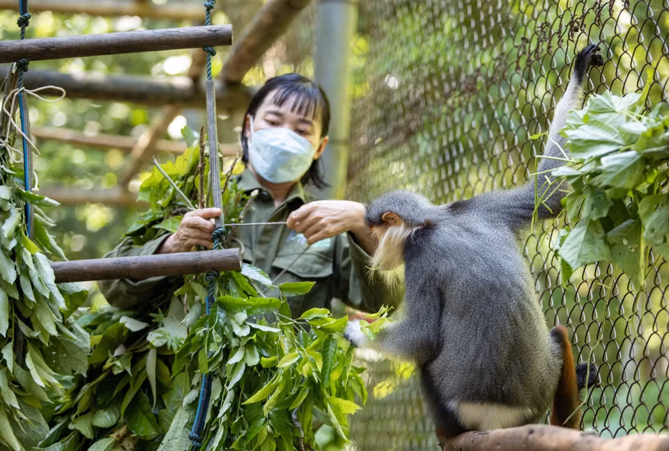 S'étendant sur une superficie de plus de 22.400 hectares dans les provinces de Ninh Binh, Hoa Binh et Thanh Hoa, le parc se caractérise par une faune et une flore exceptionnellement riches, représentatives des écosystèmes des forêts tropicales humides. De nombreuses espèces menacées d’extinction y ont été découvertes et y sont préservées. Photo : VNA
