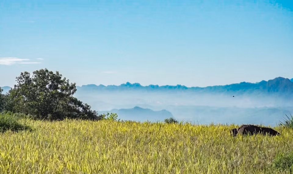 Les champs en terrasses et les arbres forestiers se succèdent sur les pentes des collines, créant un paysage splendide. Photo : VNA
