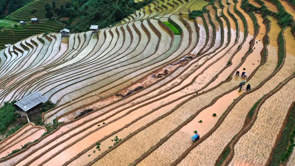 En visitant Mu Cang Chai pendant la saison des pluies, les visiteurs profitent de l'air frais et admirent les champs en terrasses scintillant au soleil. Photo : VNA
