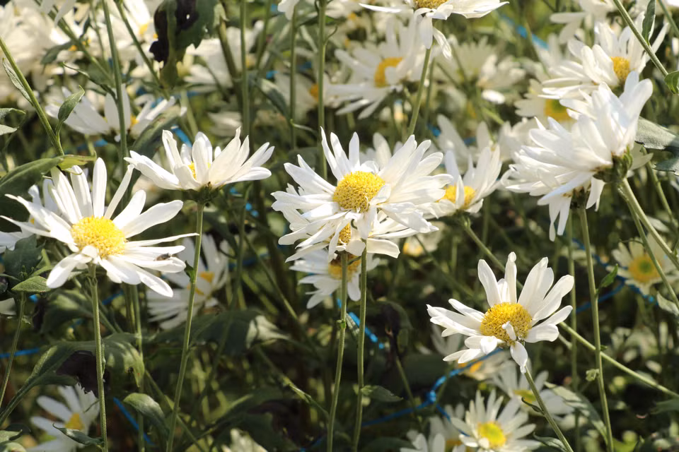 Les marguerites Daisy, ces délicates fleurs blanches surnommées "chrysanthème-rossignol", ne dévoilent leur beauté que pendant quelques précieuses semaines, de fin novembre à début décembre. C'est une véritable course contre la montre pour admirer leur floraison éphémère. Photo: VNA
