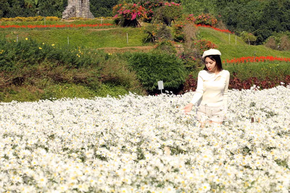Les champs de marguerites Daisy offrent un spectacle enchanteur qui éveille en chacun une émotion pure et intense. Photo: VNA