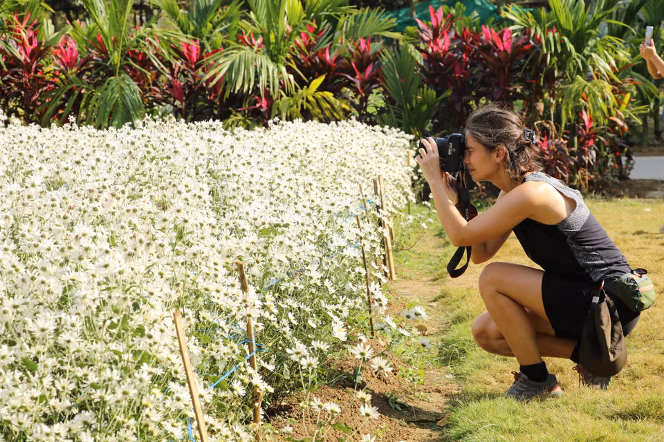 Un voyage à Ninh Binh pendant la saison des marguerites Daisy est une expérience qui marquera à jamais les esprits. Photo: VNA