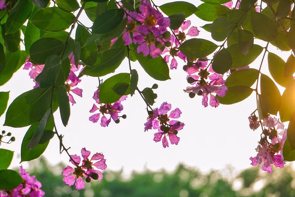 Outre la couleur dominante violette, les fleurs de lilas des Indes ont également de couleurs en blanc délicat et rose. Photo: VNA