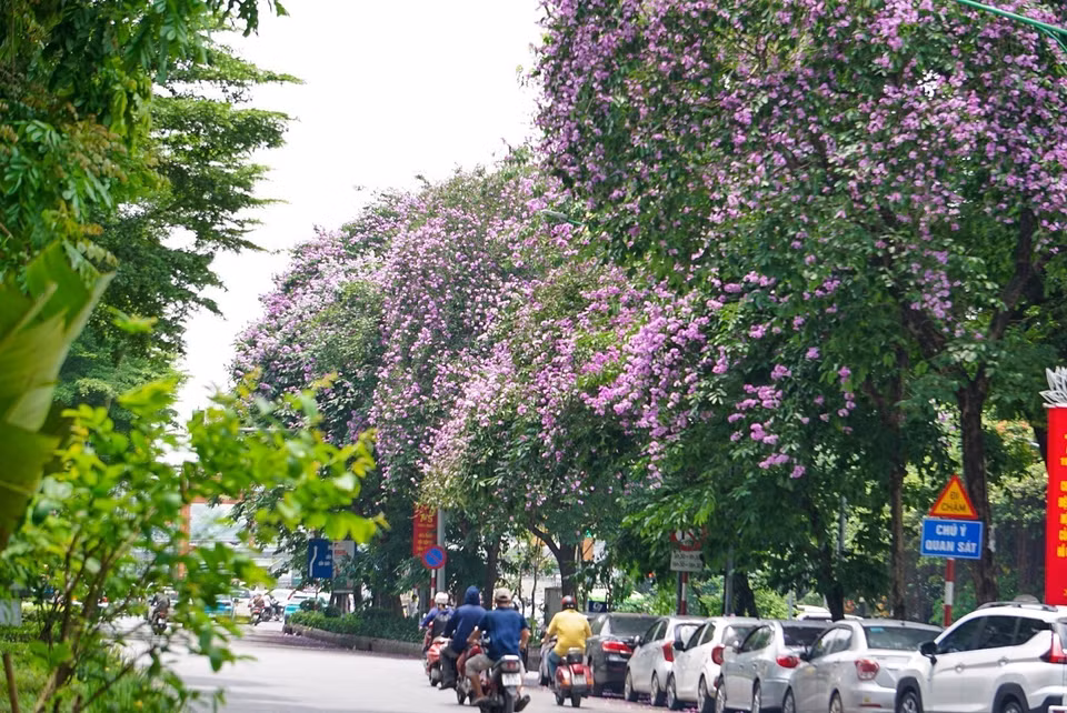 Des fleurs en pleine floraison le long de la rue Kim Ma. Photo: VNA