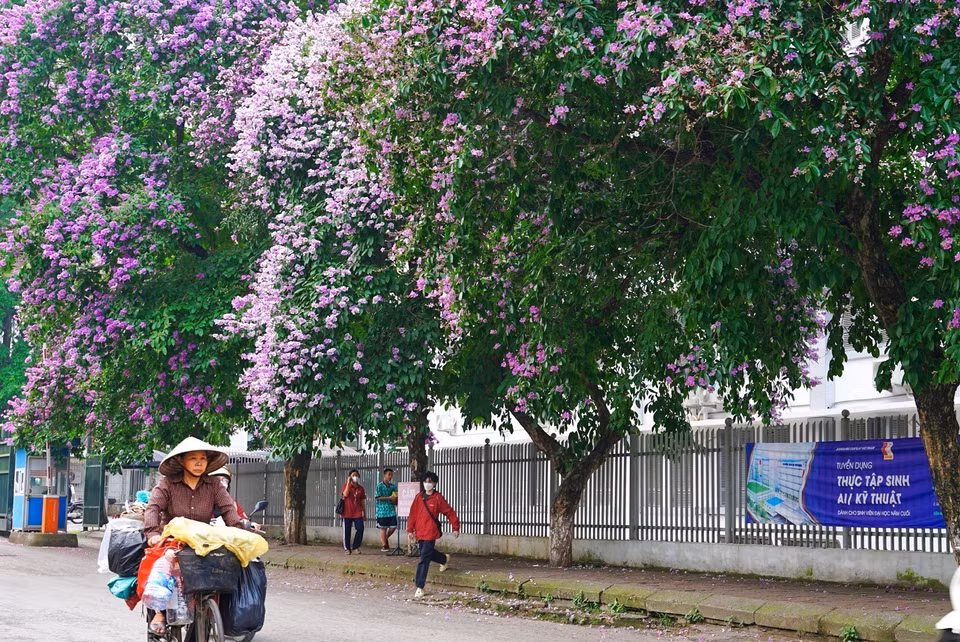 Les fleurs de lilas des Indes éclatent en floraison, annonçant l'arrivée de l'été. Photo: VNA