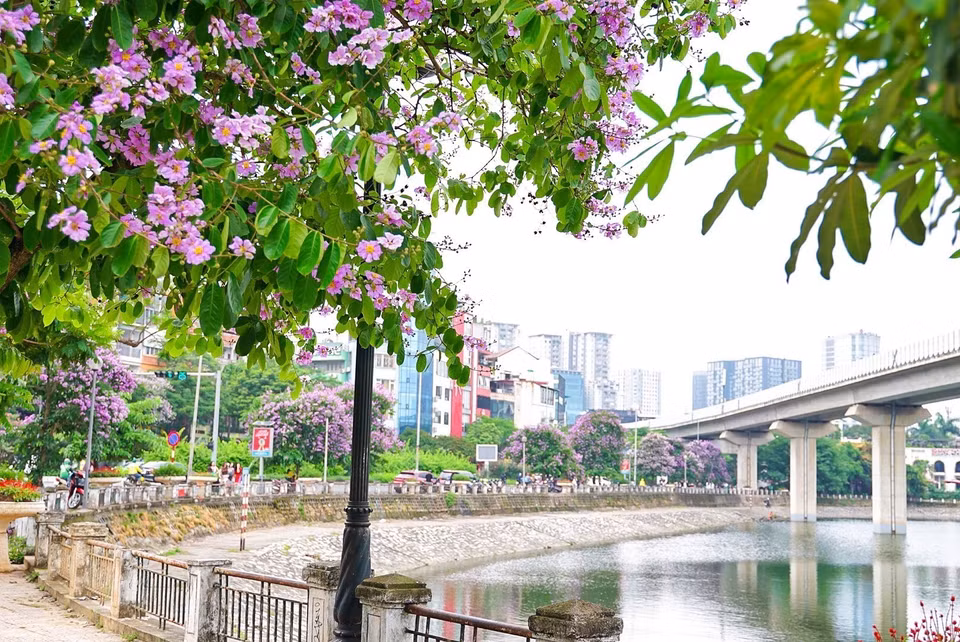 Le violet de lilas des Indes couvert au tour du lac Hoang Cau. Photo: VNA