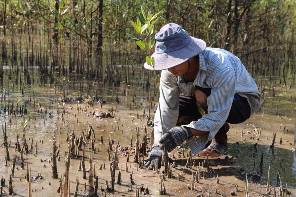 La plantation de forêts est une mesure efficace et durable pour s'adapter au changement climatique à Tra Vinh. Photo : VNA