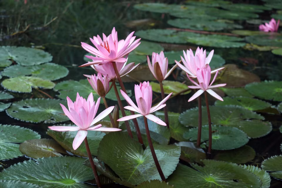 La période optimale pour admirer ces magnifiques nénuphars dans la zone touristique de Tam Coc va d'octobre à décembre. Photo : VNA