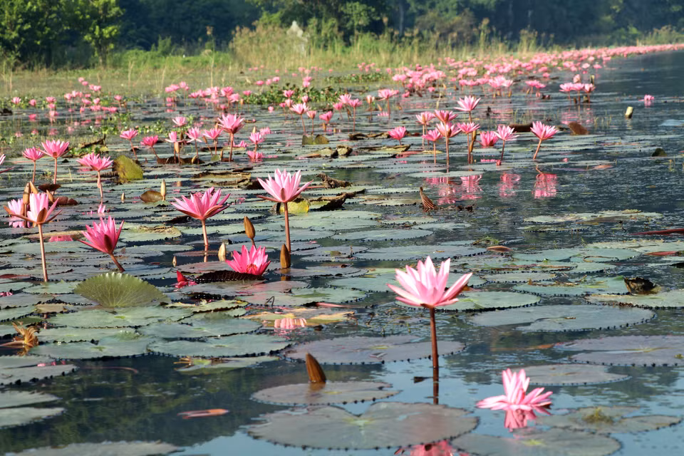 Les fleurs de nénuphars violets font la rivière Ngo Dong un tableau naturel unique. Photo : VNA