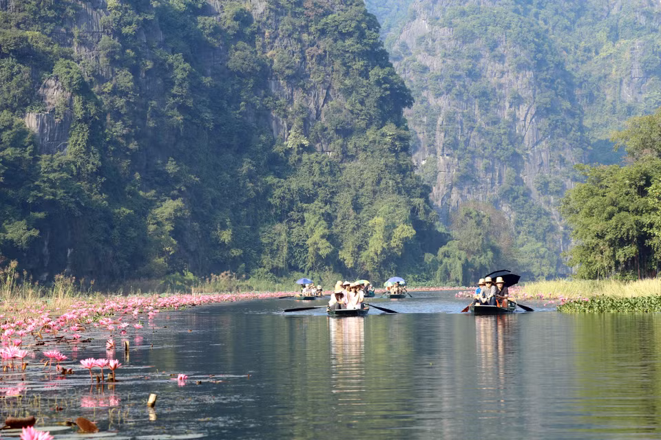 Le long de la rivière Ngo Dong, dans la zone touristique de Tam Coc, les nénuphars s'étendent gracieusement sur les deux rives, créant un panorama attrayant pour les visiteurs. Photo : VNA