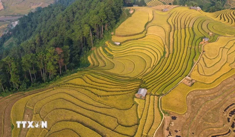 En 2019,les rizières en terrasse à Mù Cang Chai figurent dans la liste du Patrimoine national spécial, approuvé par le gouvernement le 31 décembre dernier. La zone pittoresque s'étend sur plus de 800 hectares de champs en terrasses, répartis dans les communes de La Pan Tan, Che Chu Nha, De Xu Phinh, Kim Noi, Mo De et Lao Chai. Photo : VNA