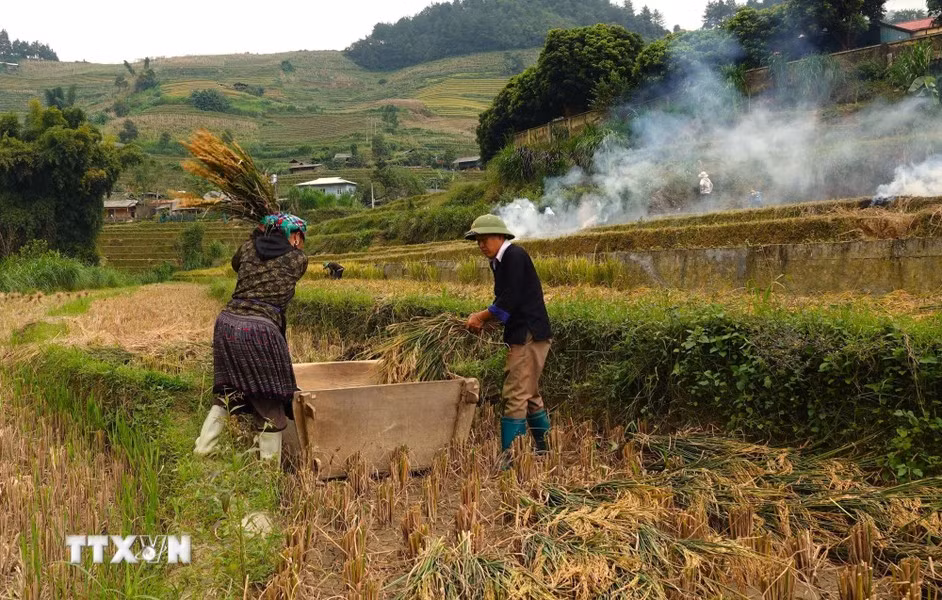 Mu Cang Chai connaît deux saisons de récolte par an: la récolte de printemps en avril-mai et la récolte principale en septembre-octobre. Photo : VNA