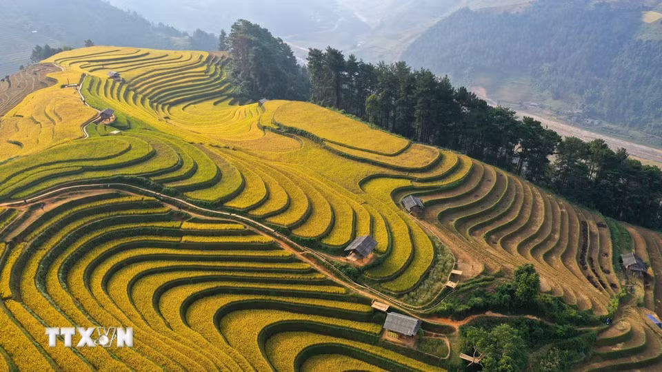 Les rizières en terrasses de Mu Cang Chai figurent également parmi les 10 plus beaux champs en terrasses du monde. Photo : VNA