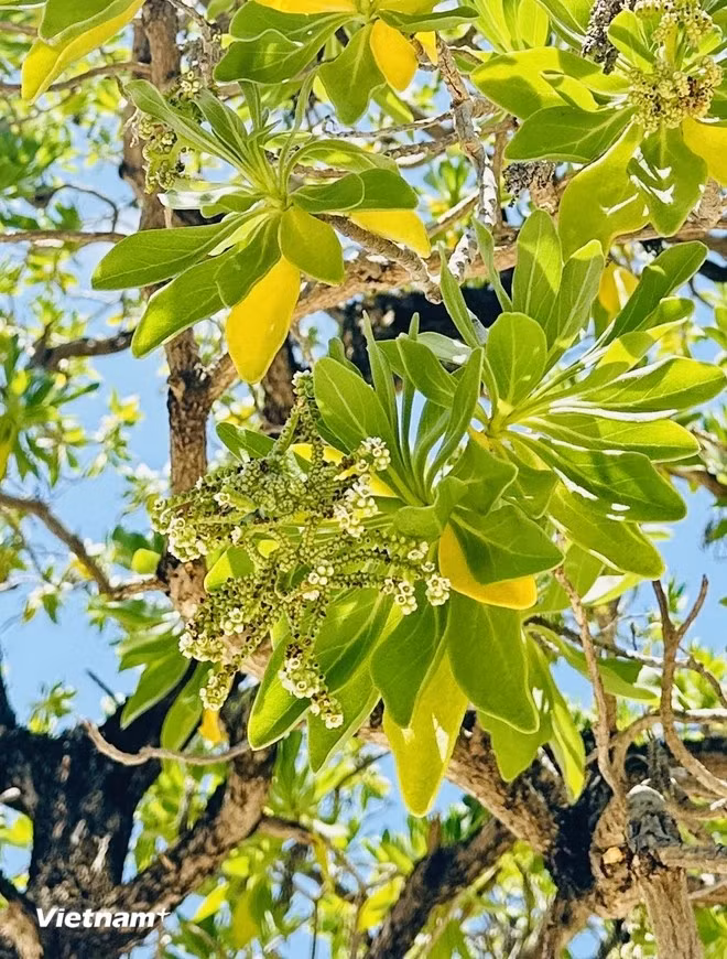 L'écorce de l'arbre est rugueuse, comme une preuve de la dureté de l'île ensoleillée de Truong Sa et de la brise marine salée qu'elle doit supporter. Photo: Vietnam+
