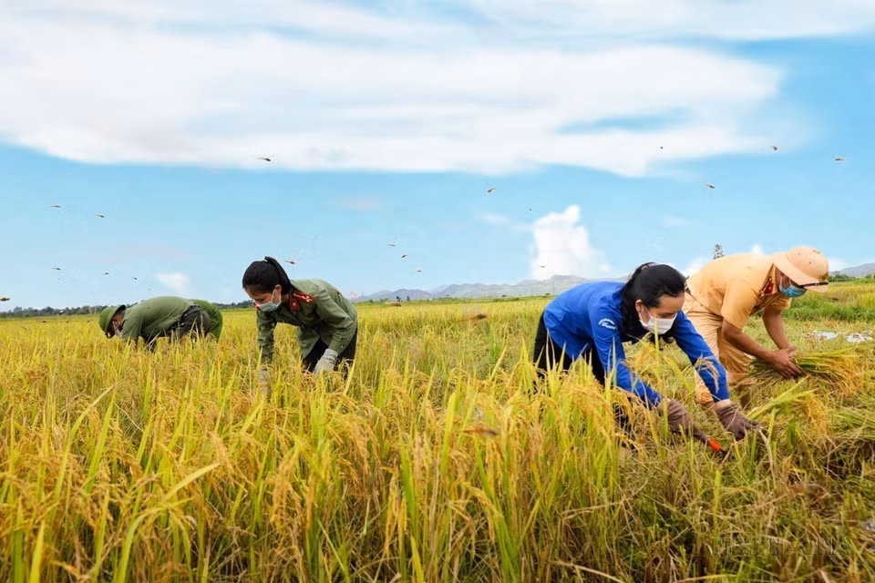 Des cadres et policiers du district de Huong Son, province de Ha Tinh, avec des jeunes locaux, aident des agriculteurs à récolter du riz en 2021. Photo : VNA