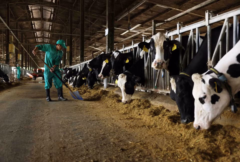 La ferme laitière de Binh Dinh, située dans la commune de Nhon Tan, cité municipale d'An Nhon, compte 1.000 vaches laitières, fournissant chaque mois près de 900 tonnes de lait frais à l’eurl Bo Sua Viet Nam. Photo : VNA