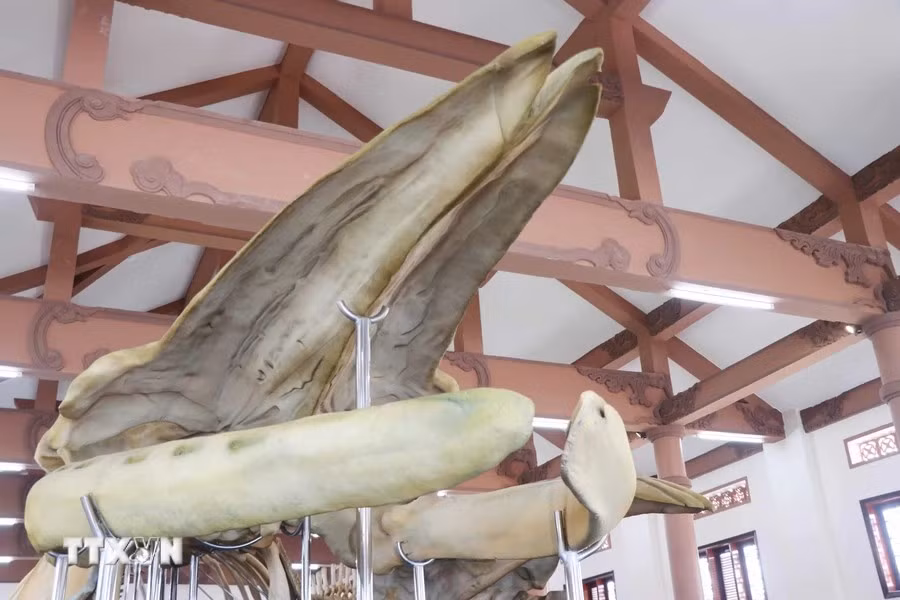 Le grand crâne de la baleine. Photo: VNA