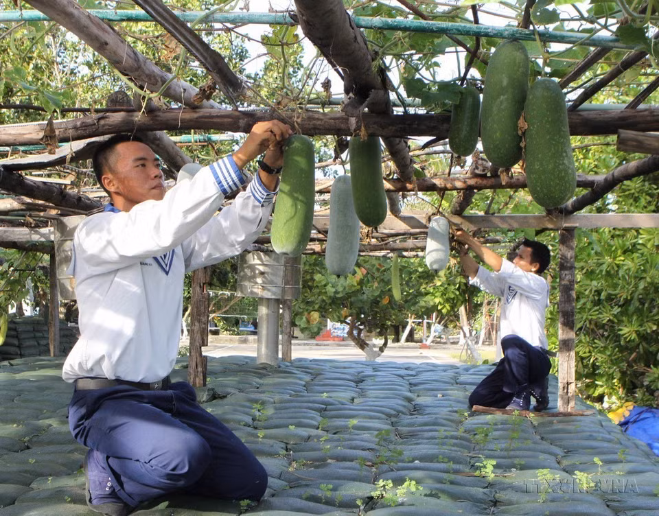 En plus des entraînements, les soldats de l'île de Nam Yet cultivent des légumes pour améliorer leur quotidien. Photo : VNA