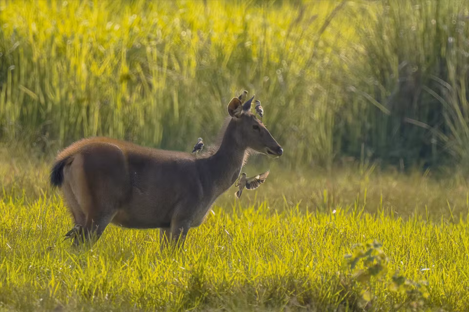 Le parc national de Cat Tien abrite 1.729 espèces animales appartenant à 238 familles et plus de 1.600 espèces végétales appartenant à 710 familles. Photo : VNA