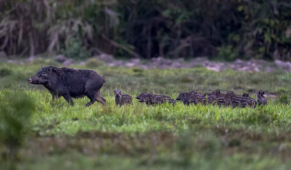 Au parc national de Cat Tien, les visiteurs embarquent pour un voyage à travers des forêts anciennes, où ils rencontrent un large éventail d'espèces. Photo : VNA