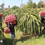 Le Royaume-Uni dispose d'atouts en matière de science et de technologie, de gouvernance et de normes écologiques, tandis que le Vietnam est un producteur majeur de produits agricoles tropicaux et une porte d'entrée importante vers la région de l'ASEAN. Photo d'illustration : VNA